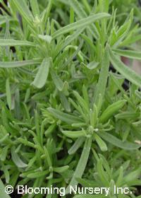 Lavandula stoechas 'Anne's Purple'